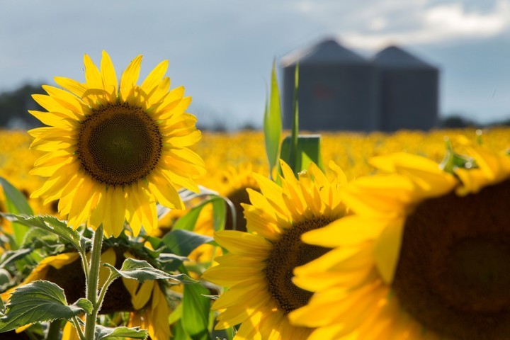 Las exportaciones de la cadena girasolera alcanzaron en el primer semestre los US$2.073,2 millones.
