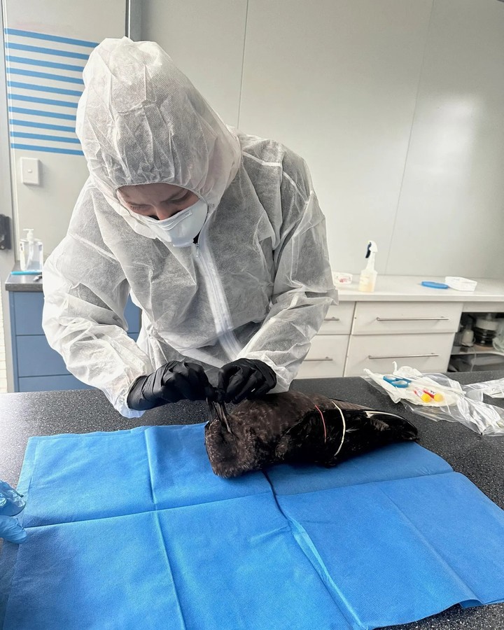 Un veterinario toma muestras de un skúa pardo muerto para detectar la gripe aviar H5N1 en Esperance (Australia), en junio. Foto Lori-Ann Shibish/Esperance Wildlife Hospital and Sanctuary, vía Reuters