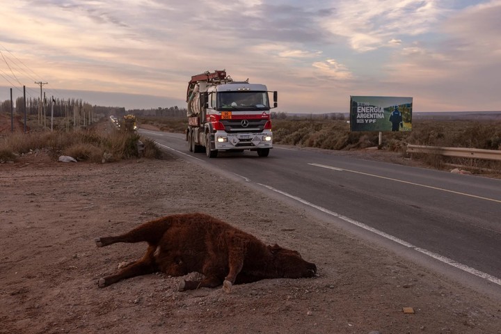 Una vaca muerta junto a la carretera principal que une Neuquén y Añelo, muy transitada por el tráfico que da servicio a los yacimientos de petróleo y gas de Vaca Muerta, en la provincia de Neuquén, Argentina.  (Sarah Pabst/The New York Times)