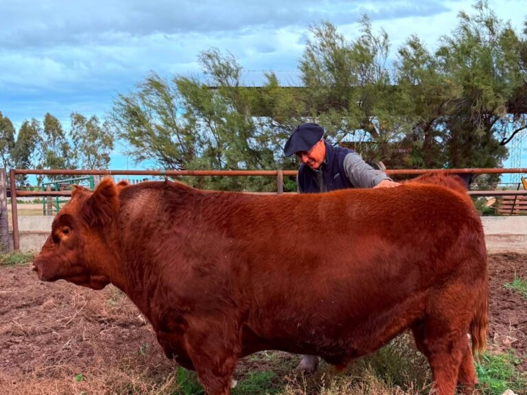 "Puede hacer historia": se vendió el 50% de un toro por un precio récord de $300 millones